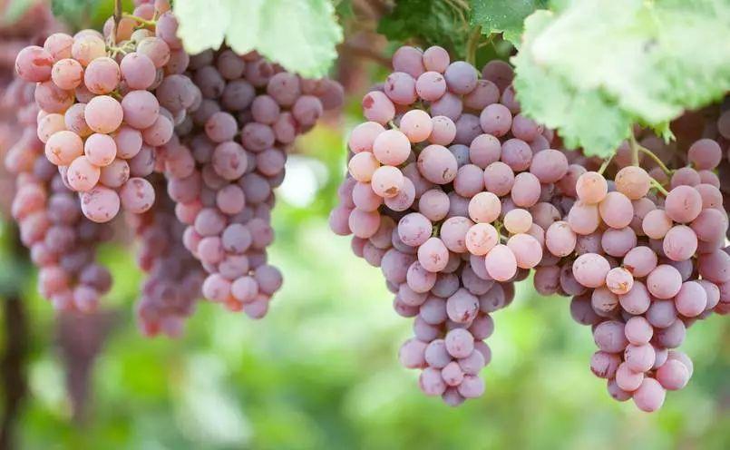 小溪富硒水果有哪些品种（小溪水果品种富硒有哪些）-硒宝网