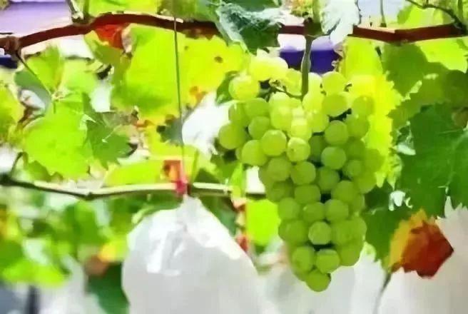 小溪富硒水果有哪些品种（小溪水果品种富硒有哪些）-硒宝网