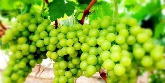 小溪富硒水果有哪些品种（小溪水果品种富硒有哪些）-硒宝网