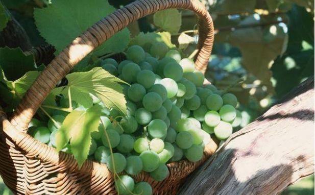 小溪富硒水果有哪些品种（小溪水果品种富硒有哪些）-硒宝网