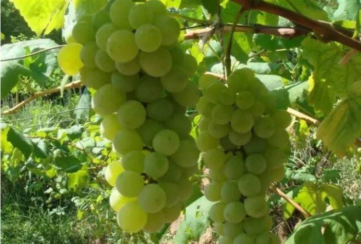 小溪富硒水果有哪些品种（小溪水果品种富硒有哪些）-硒宝网