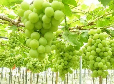 小溪富硒水果有哪些品种（小溪水果品种富硒有哪些）-硒宝网