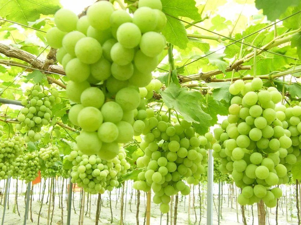 小溪富硒水果有哪些品种（小溪水果品种富硒有哪些）-硒宝网