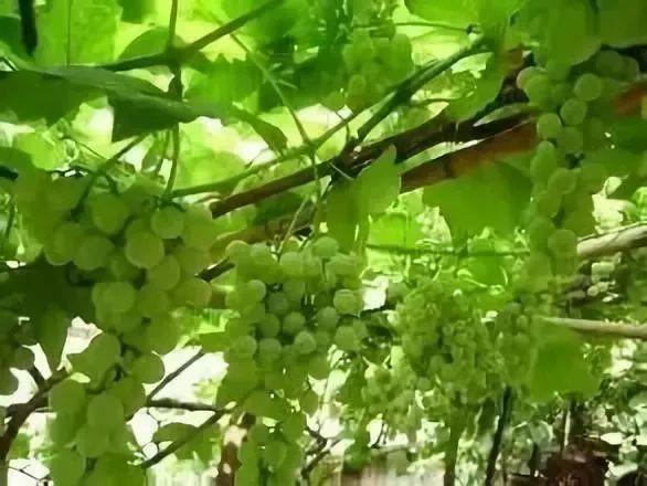 小溪富硒水果有哪些品种（小溪水果品种富硒有哪些）-硒宝网