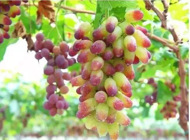 小溪富硒水果有哪些品种（小溪水果品种富硒有哪些）-硒宝网