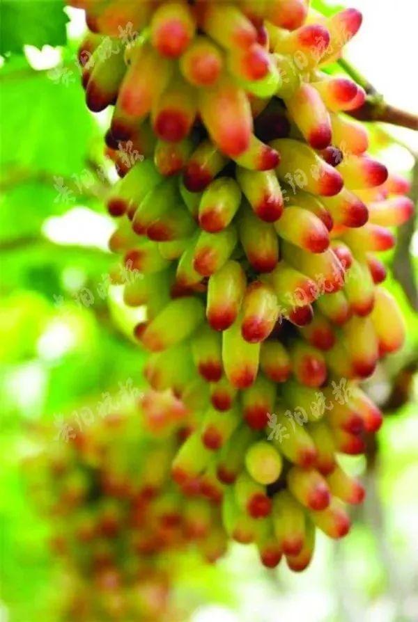 小溪富硒水果有哪些品种（小溪水果品种富硒有哪些）-硒宝网