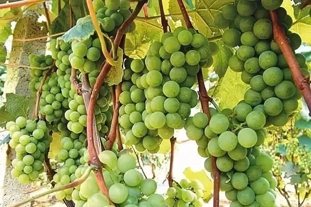 小溪富硒水果有哪些品种（小溪水果品种富硒有哪些）-硒宝网