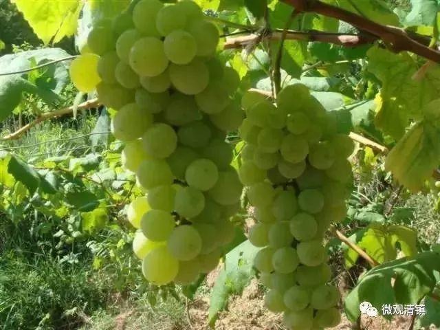 小溪富硒水果有哪些品种（小溪水果品种富硒有哪些）-硒宝网