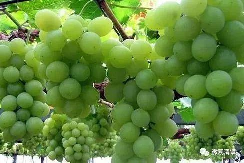 小溪富硒水果有哪些品种（小溪水果品种富硒有哪些）-硒宝网