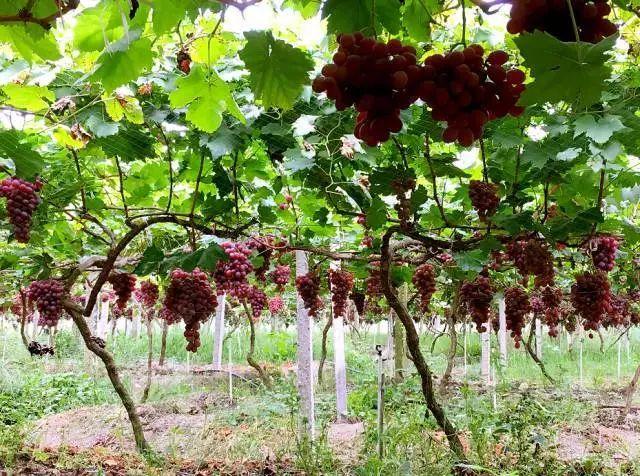 小溪富硒水果有哪些品种（小溪水果品种富硒有哪些）-硒宝网