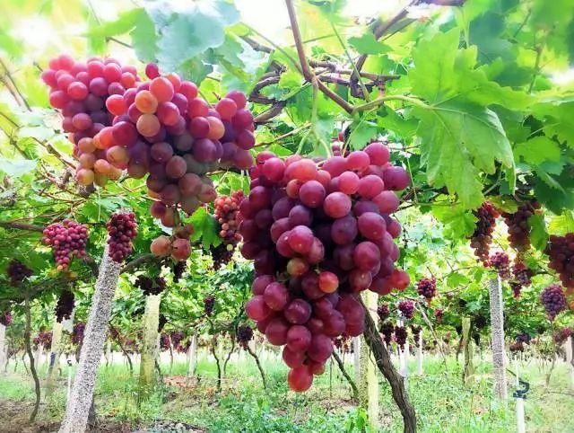 小溪富硒水果有哪些品种（小溪水果品种富硒有哪些）-硒宝网