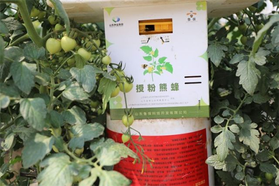 天然富硒水果是哪些品种(水果天然品种富硒是哪种)-硒宝网