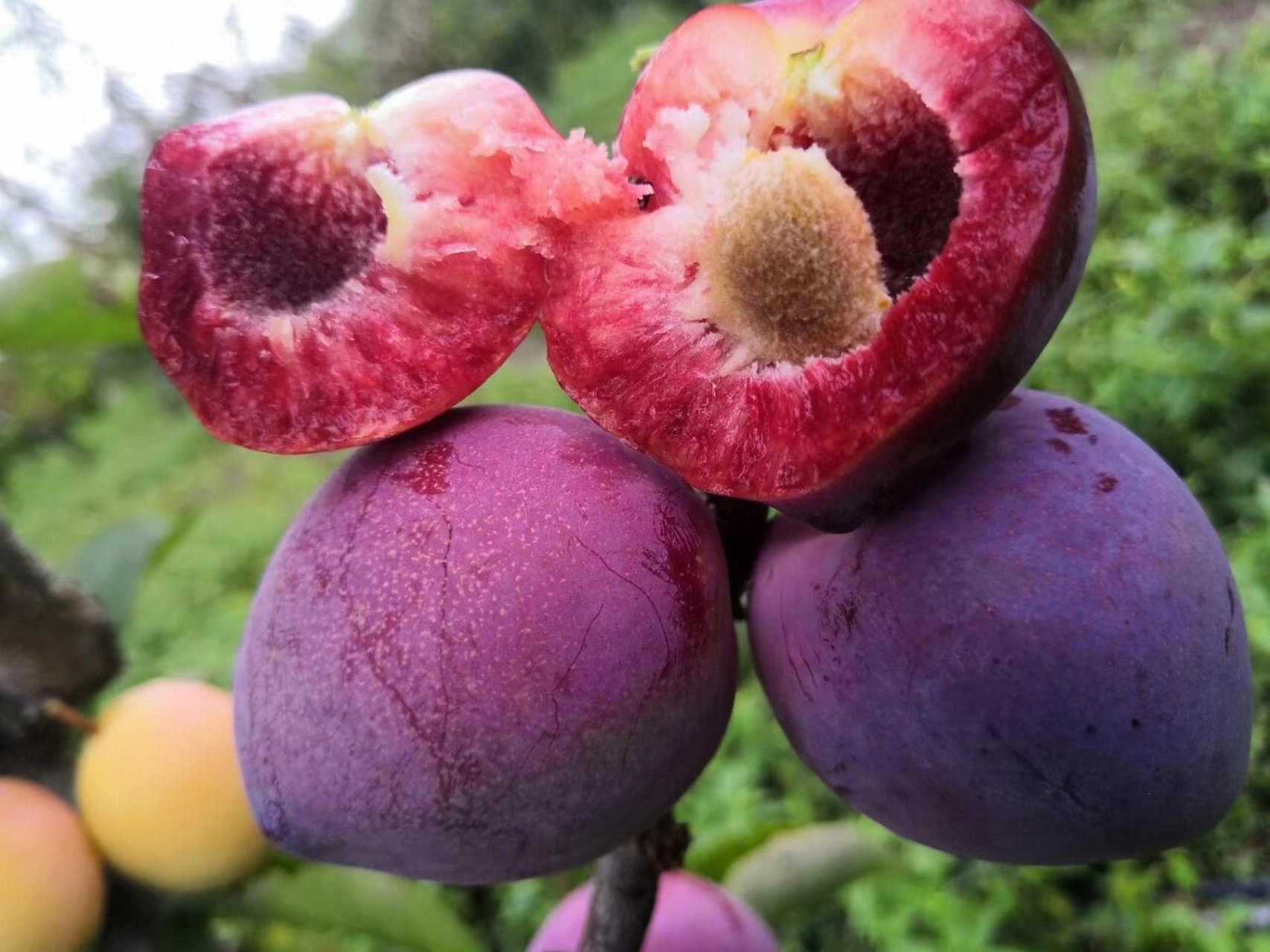 富硒水果如何检测硒元素（水果硒含量检测参考值）-硒宝网