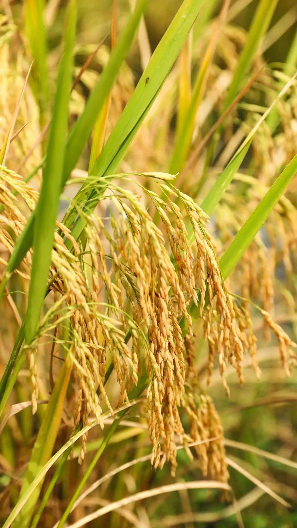 龙阳富硒水果萝卜种植区（平度富硒萝卜）-硒宝网