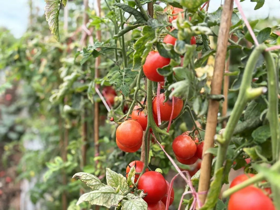 于都富硒水果有哪些品种（于都富硒产业发展中心）-硒宝网