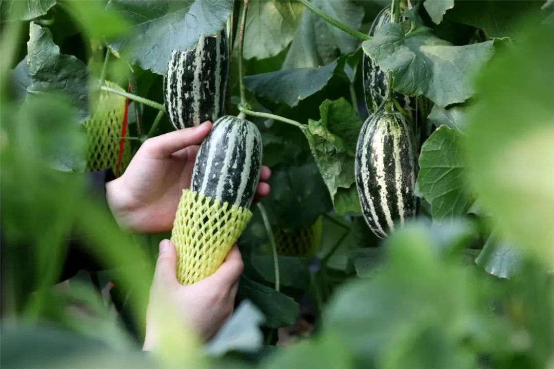 哪些水果属于富硒果子呢(果子水果属于富硒食物吗)-硒宝网