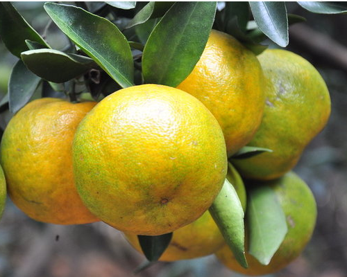 黄山富硒特产是什么水果(黄山富硒乡)-硒宝网