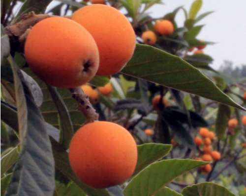 黄山富硒特产是什么水果(黄山富硒乡)-硒宝网