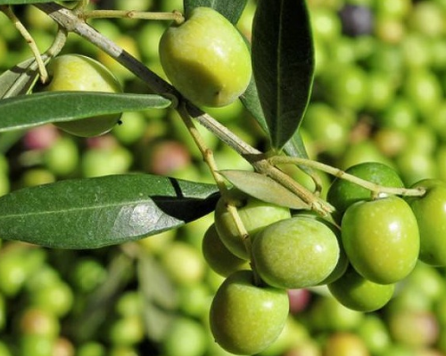 黄山富硒特产是什么水果(黄山富硒乡)-硒宝网