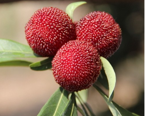 黄山富硒特产是什么水果(黄山富硒乡)-硒宝网