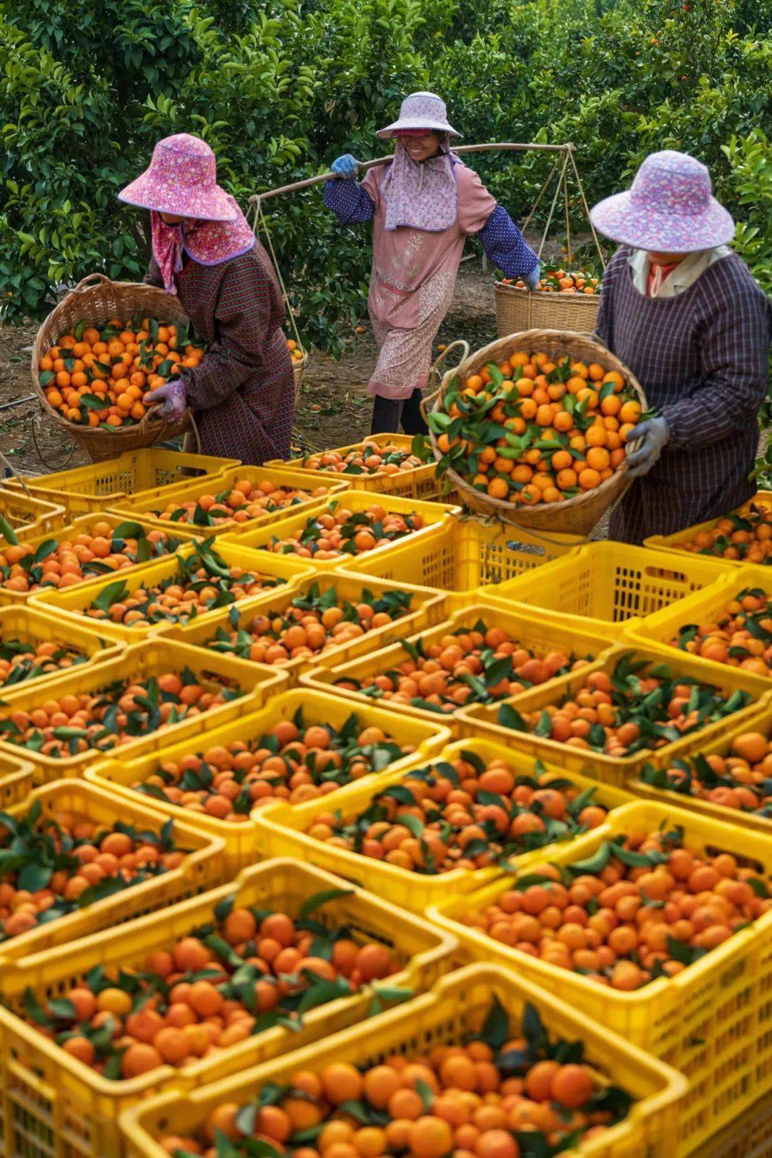 哪些水果属于富硒果子呢(果子水果属于富硒吗)-硒宝网