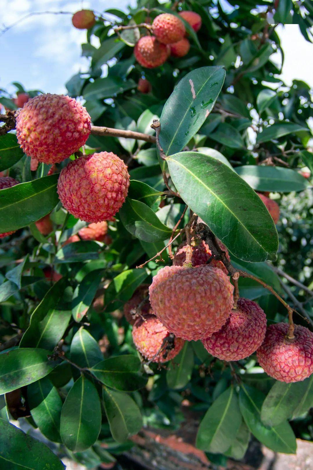 哪些水果属于富硒果子呢(果子水果属于富硒吗)-硒宝网