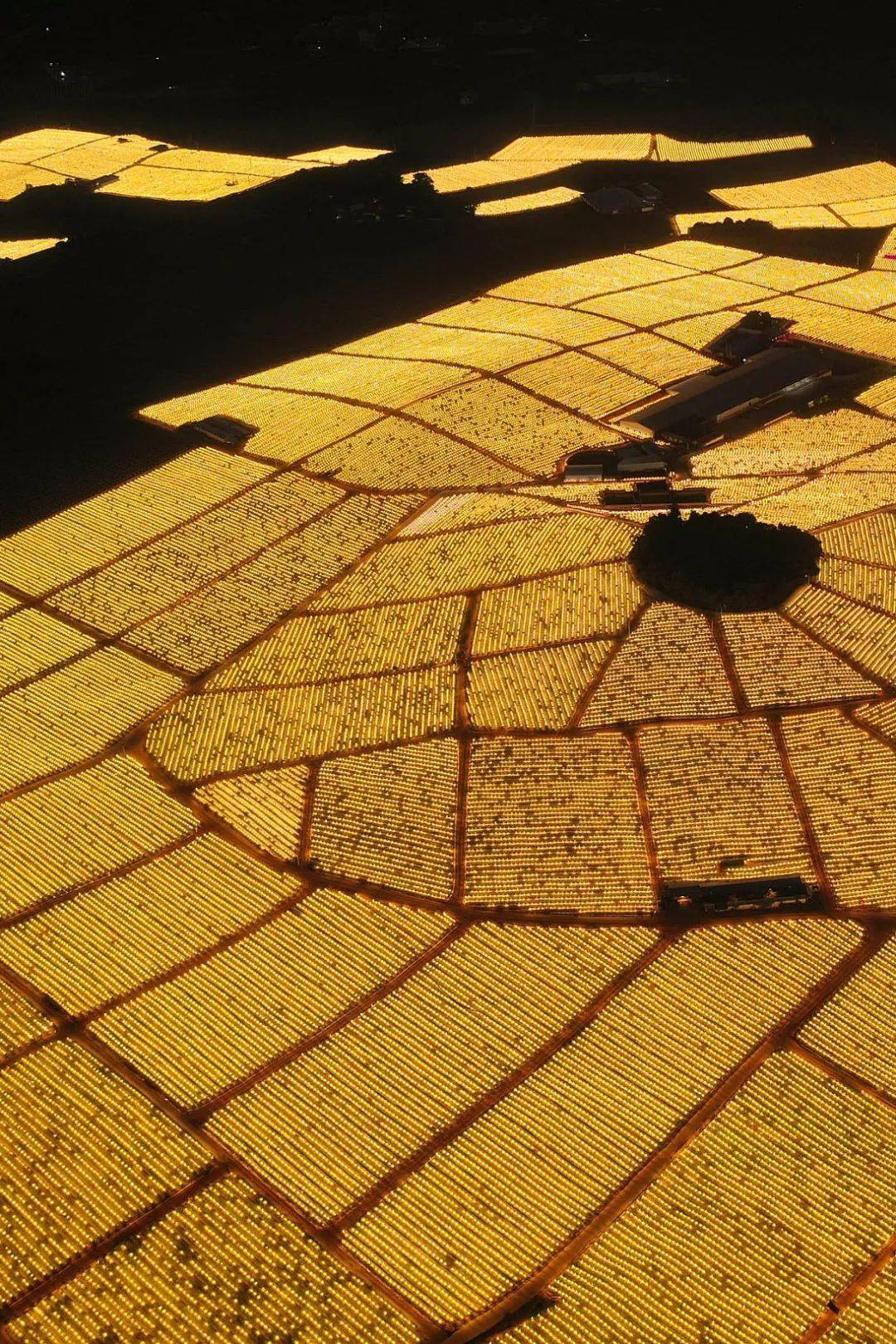 哪些水果属于富硒果子呢(果子水果属于富硒吗)-硒宝网