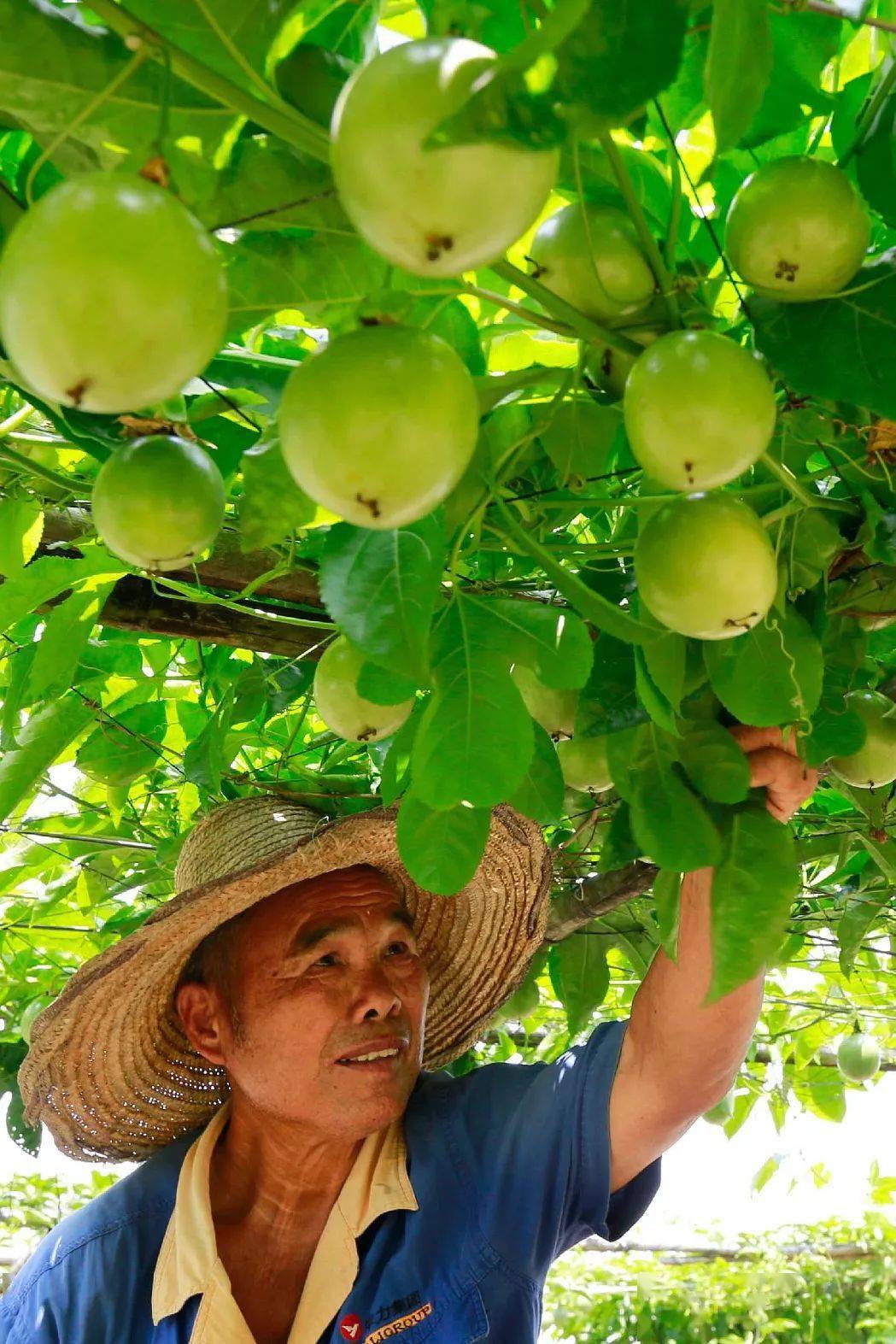 哪些水果属于富硒果子呢(果子水果属于富硒吗)-硒宝网