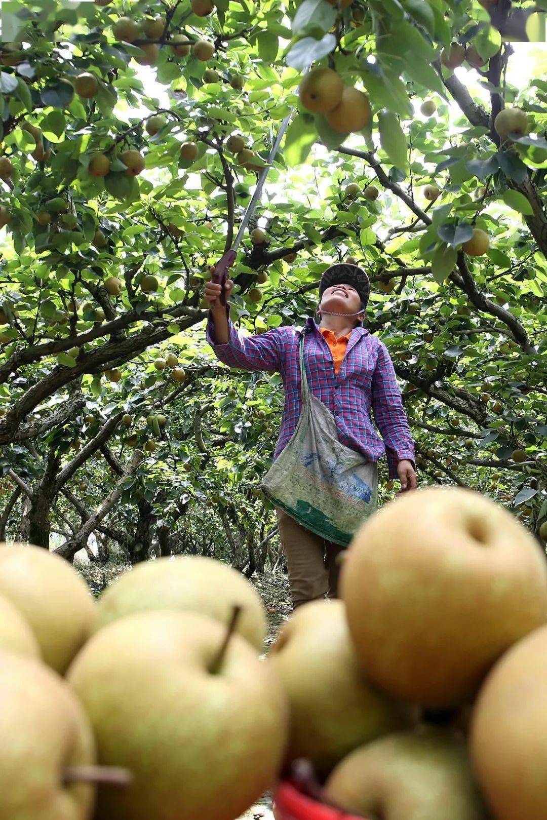 哪些水果属于富硒果子呢(果子水果属于富硒吗)-硒宝网
