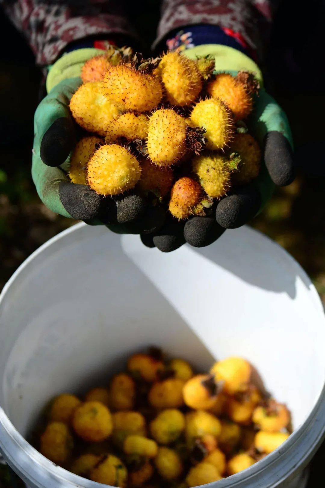 哪些水果属于富硒果子呢(果子水果属于富硒吗)-硒宝网