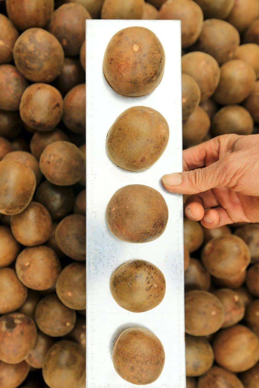 哪些水果属于富硒果子呢(果子水果属于富硒吗)-硒宝网