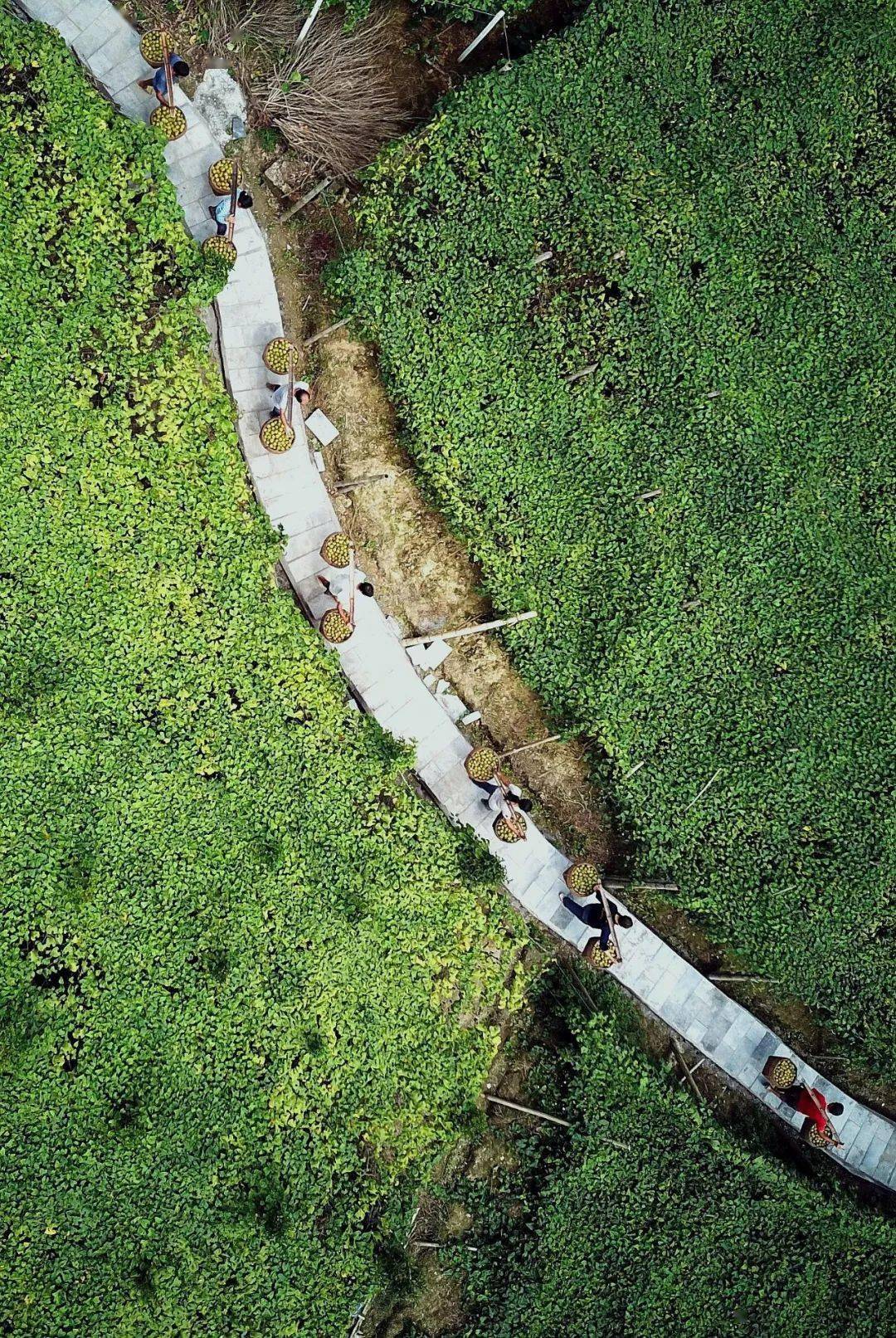 哪些水果属于富硒果子呢(果子水果属于富硒吗)-硒宝网