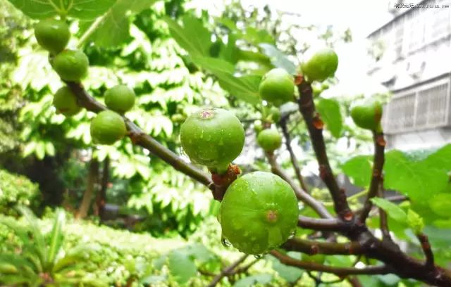 什么水果为富硒果干之王(水果果干富硒王为什么贵呢)-硒宝网