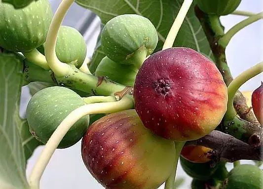 什么水果为富硒果干之王(水果果干富硒王为什么贵呢)-硒宝网