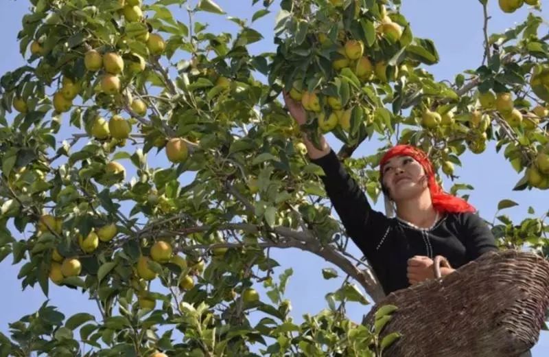 新疆富硒特产是什么水果（新疆富硒西瓜）-硒宝网