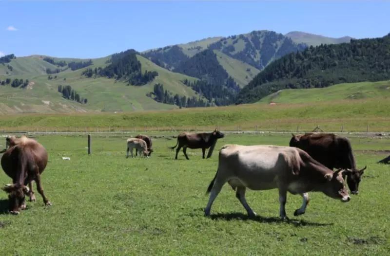 新疆富硒特产是什么水果（新疆富硒西瓜）-硒宝网