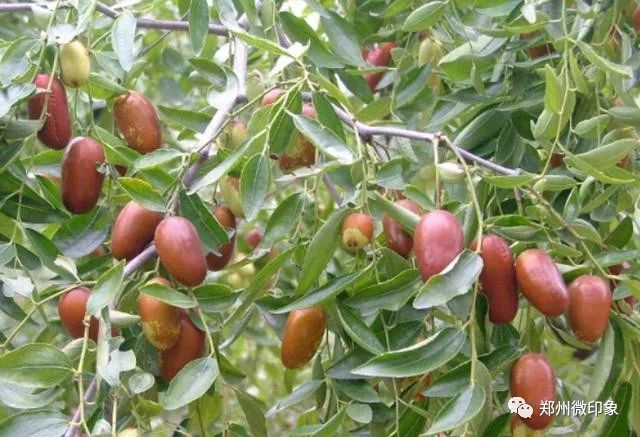 富硒水果柿子的功效作用（富有柿子的功效）-硒宝网