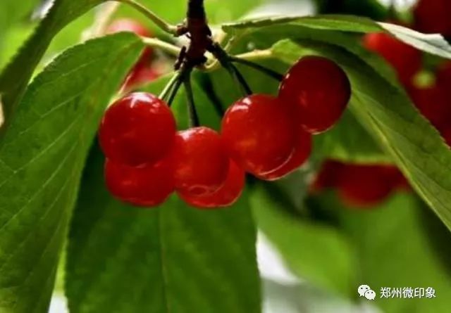 富硒水果柿子的功效作用（富有柿子的功效）-硒宝网