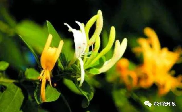 富硒水果柿子的功效作用（富有柿子的功效）-硒宝网