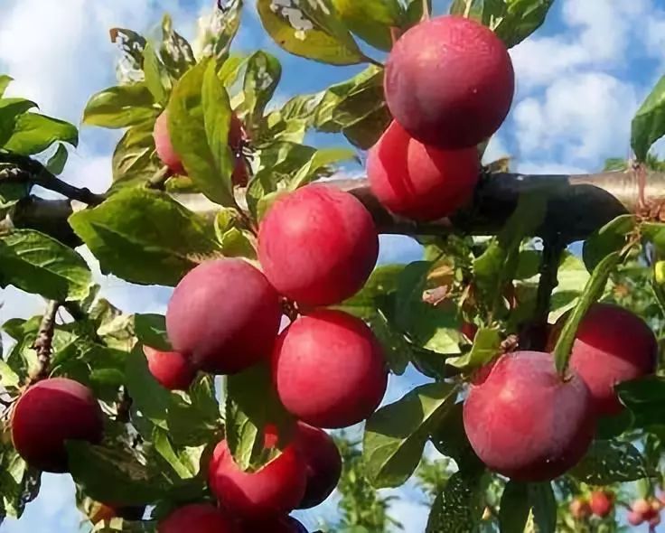 富硒水果作用与功效价格(富硒水果功能及作用)-硒宝网