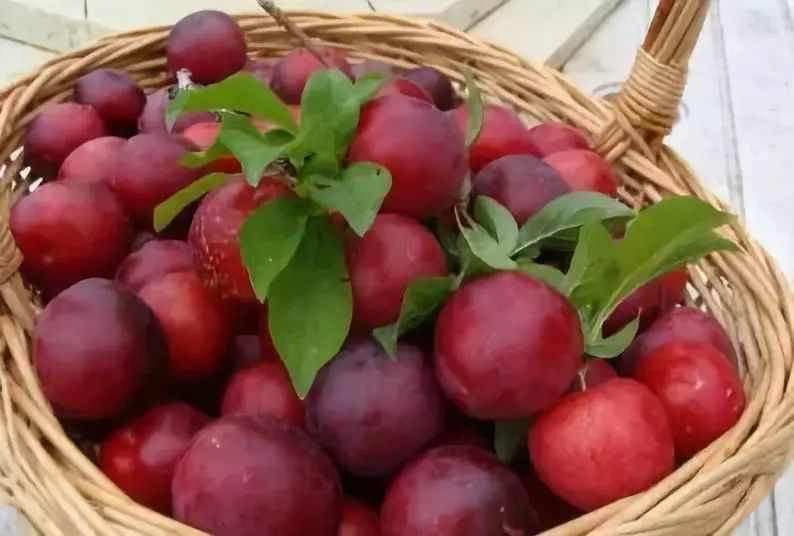 富硒水果作用与功效价格(富硒水果功能及作用)-硒宝网