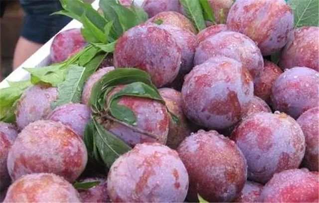 富硒水果作用与功效价格(富硒水果功能及作用)-硒宝网