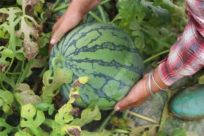 富硒土壤种植什么水果好(水果种植土壤富硒好不好)-硒宝网