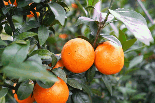 含有富硒的水果推荐美白(美白水果含有推荐富硒吗)-硒宝网