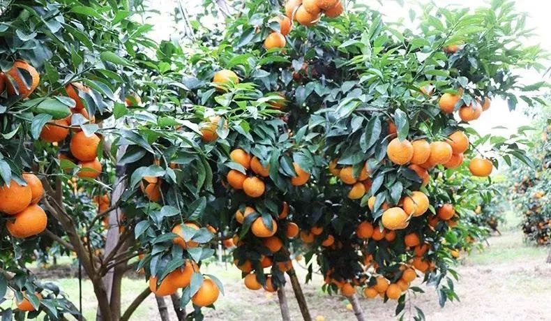 含有富硒的水果推荐美白(美白水果含有推荐富硒吗)-硒宝网