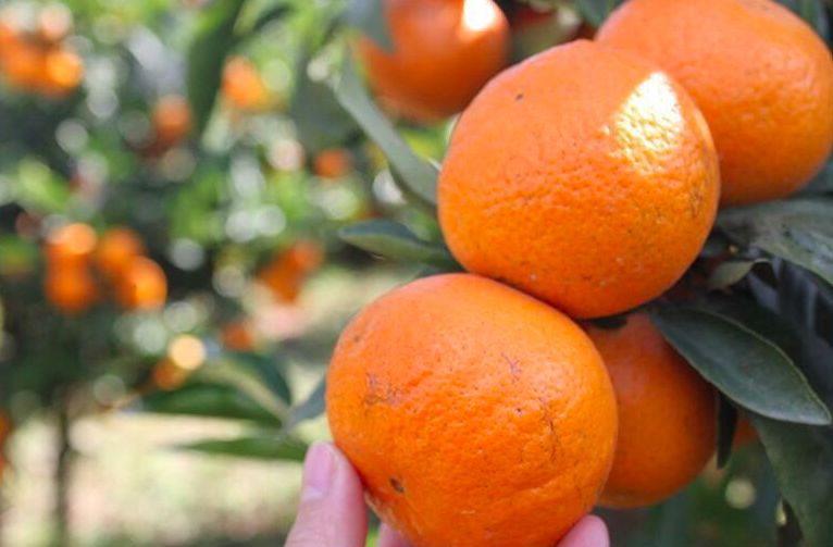 含有富硒的水果推荐美白(美白水果含有推荐富硒吗)-硒宝网