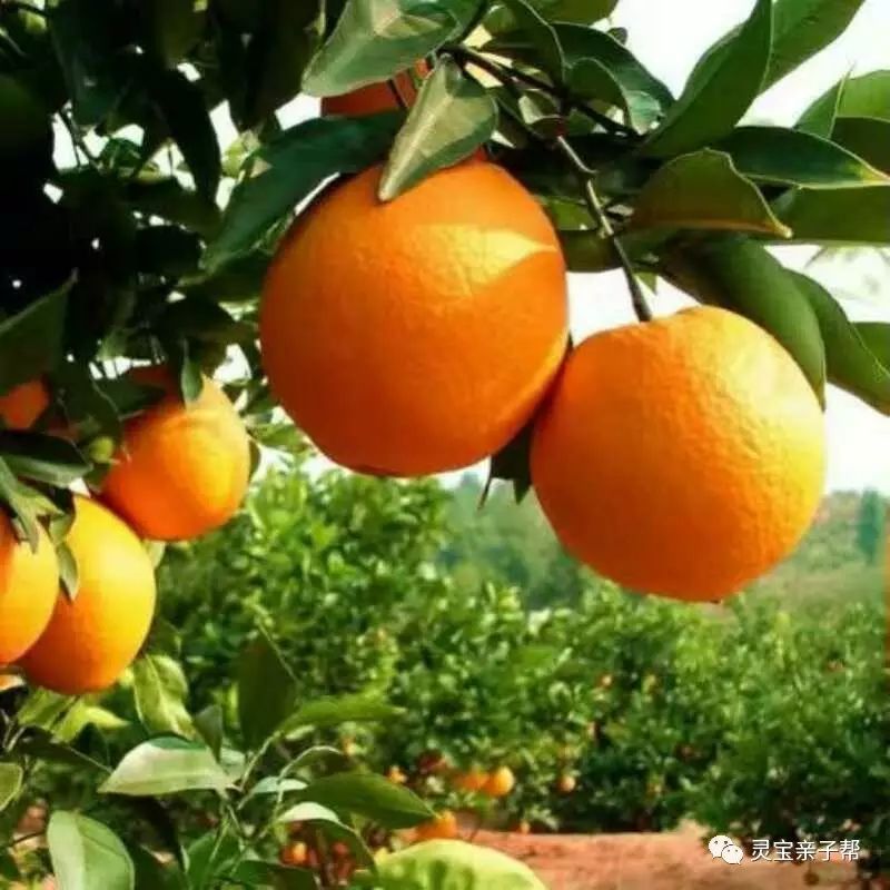 含有富硒的水果推荐美白(具有美白作用的水果)-硒宝网