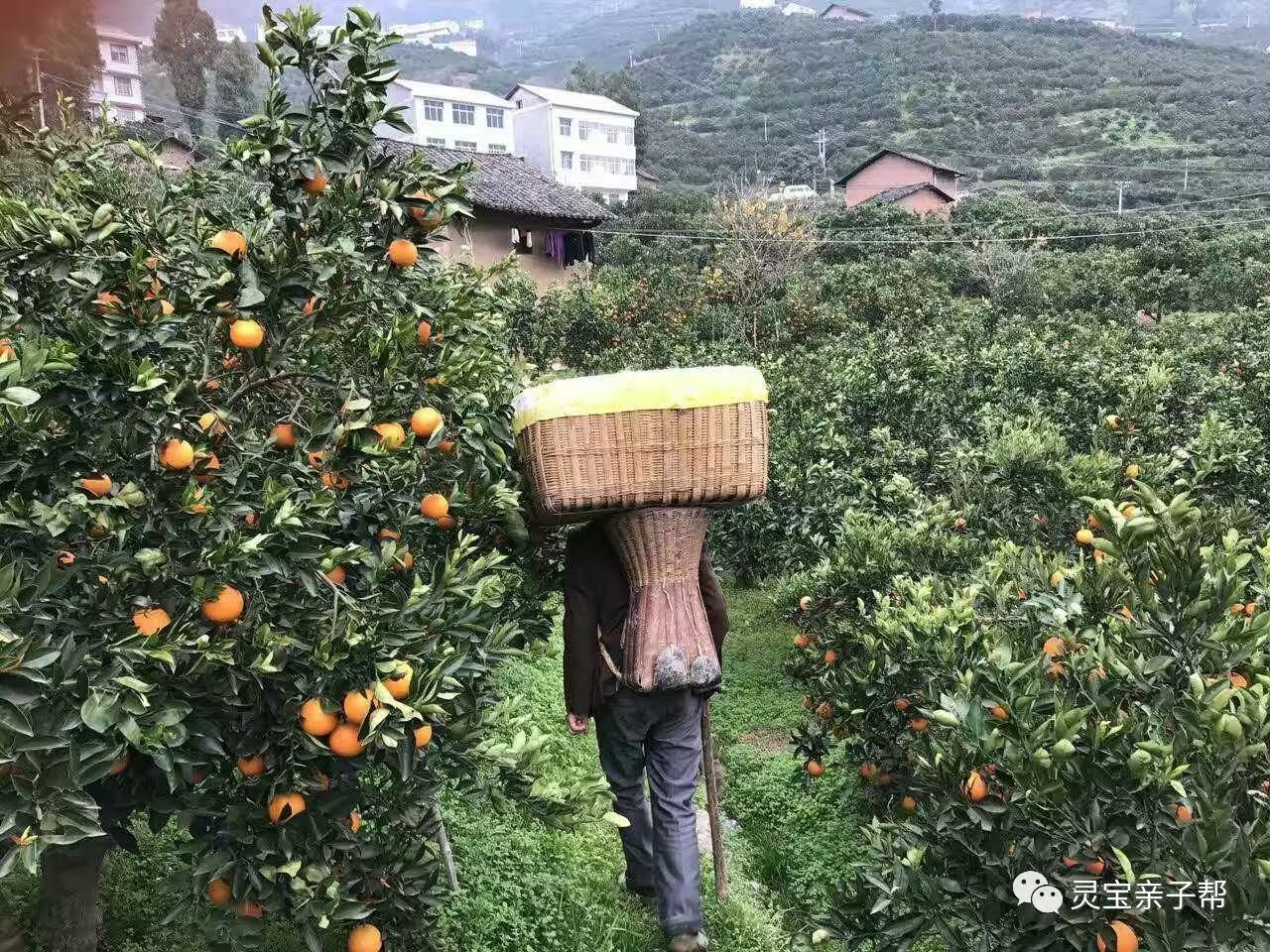 含有富硒的水果推荐美白(具有美白作用的水果)-硒宝网