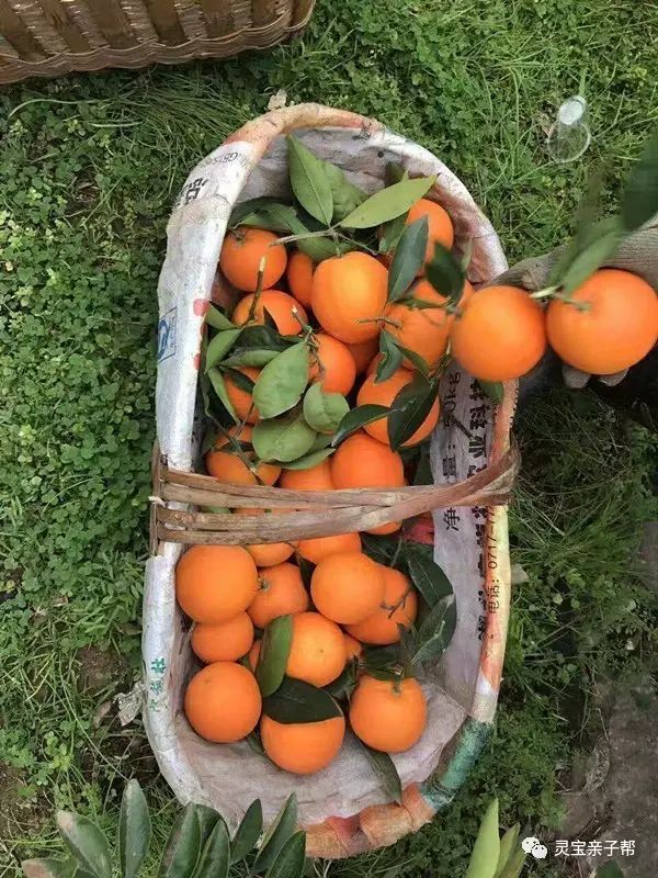 含有富硒的水果推荐美白(具有美白作用的水果)-硒宝网