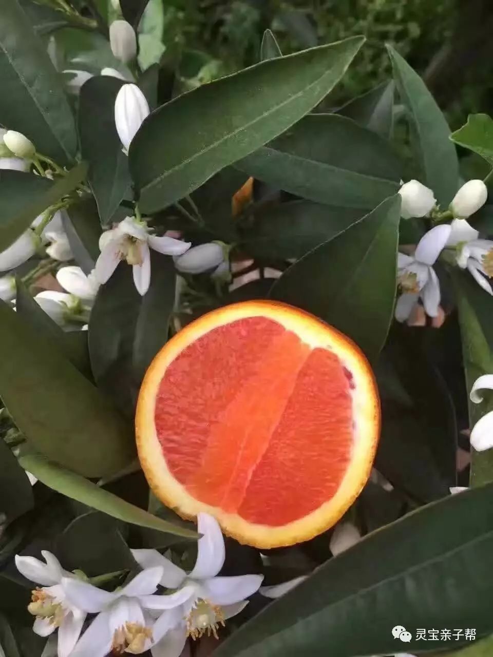 含有富硒的水果推荐美白(具有美白作用的水果)-硒宝网